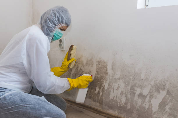 Best Certified Mold Removal  in Cutlerville, MI