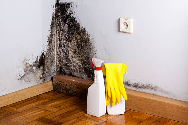 Best Residential Mold Removal  in Cutlerville, MI