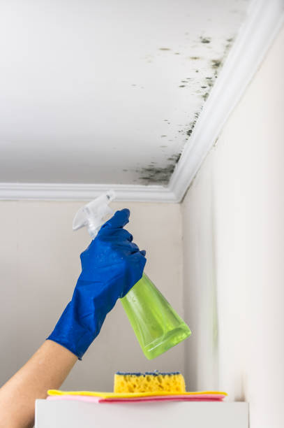 Best Home Mold Removal  in Cutlerville, MI